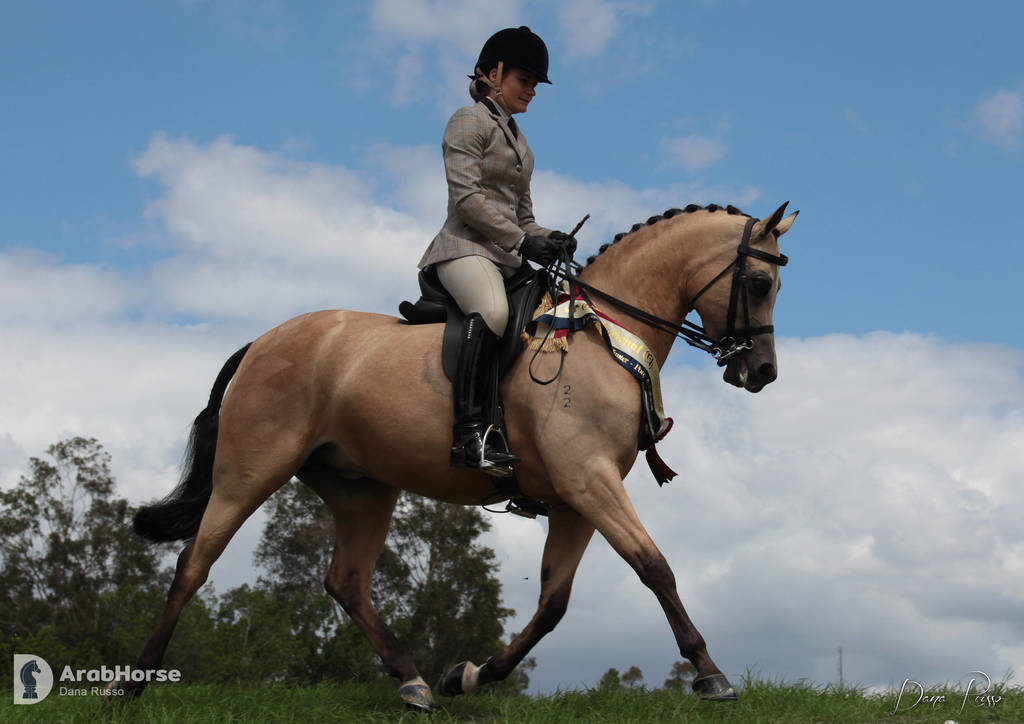 Australian Arabian National Championships 2018