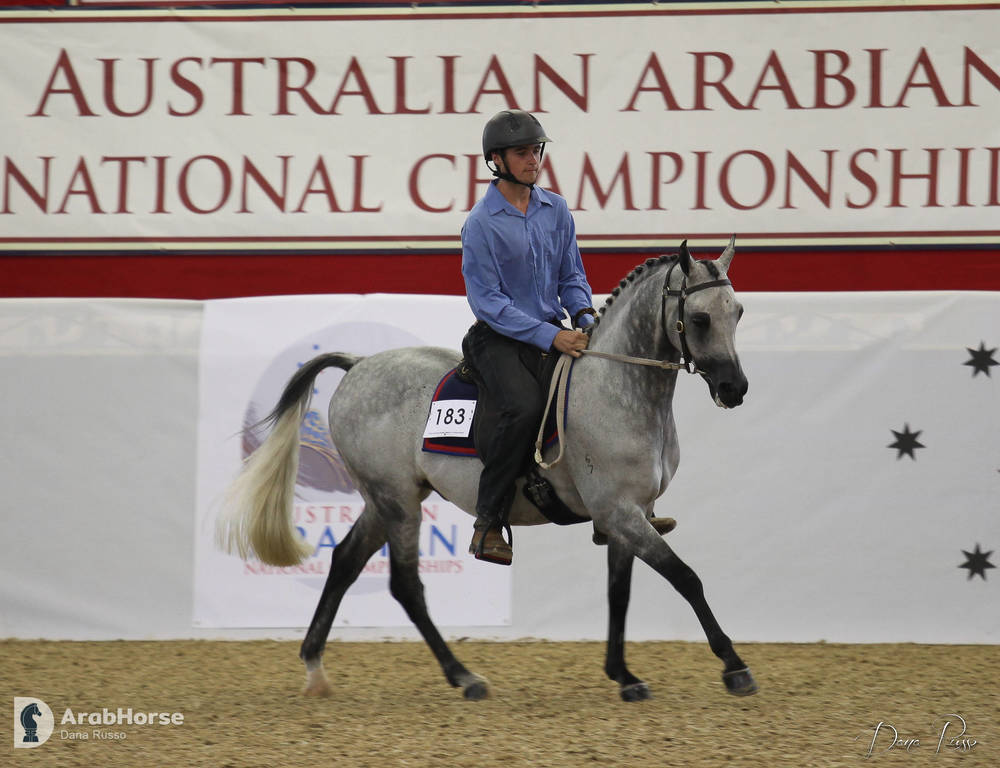 Australian Arabian National Championships 2018