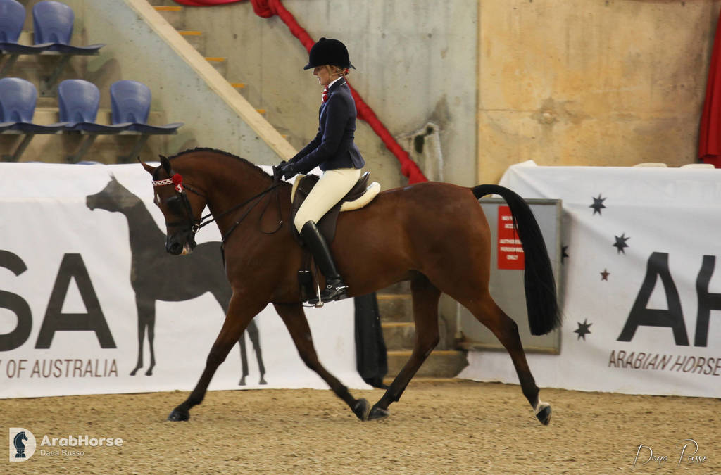 Australian Arabian National Championships 2018