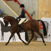 Australian Arabian National Championships 2018