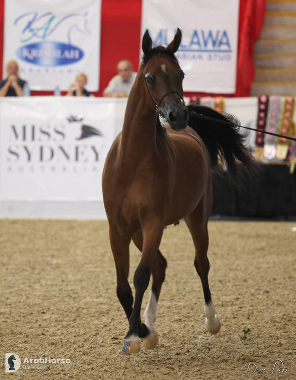 Australian Arabian National Championships 2018