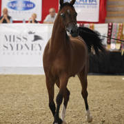 Australian Arabian National Championships 2018