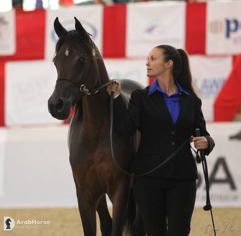 Australian Arabian National Championships 2018