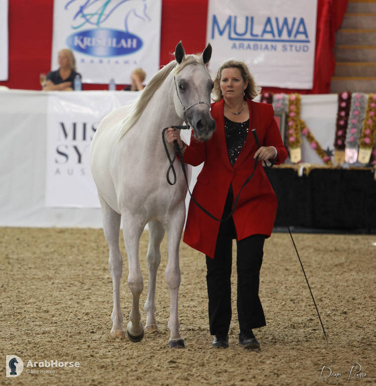 Australian Arabian National Championships 2018