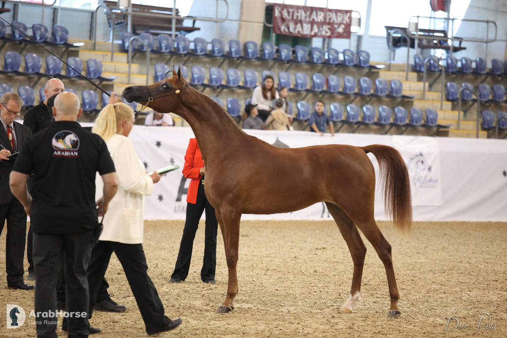 Australian Arabian National Championships 2018