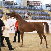 Australian Arabian National Championships 2018