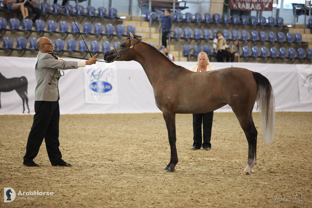 Australian Arabian National Championships 2018