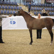 Australian Arabian National Championships 2018