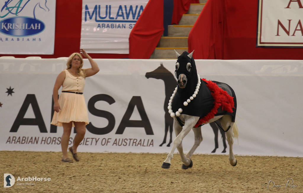 Australian Arabian National Championships 2018