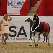 Australian Arabian National Championships 2018