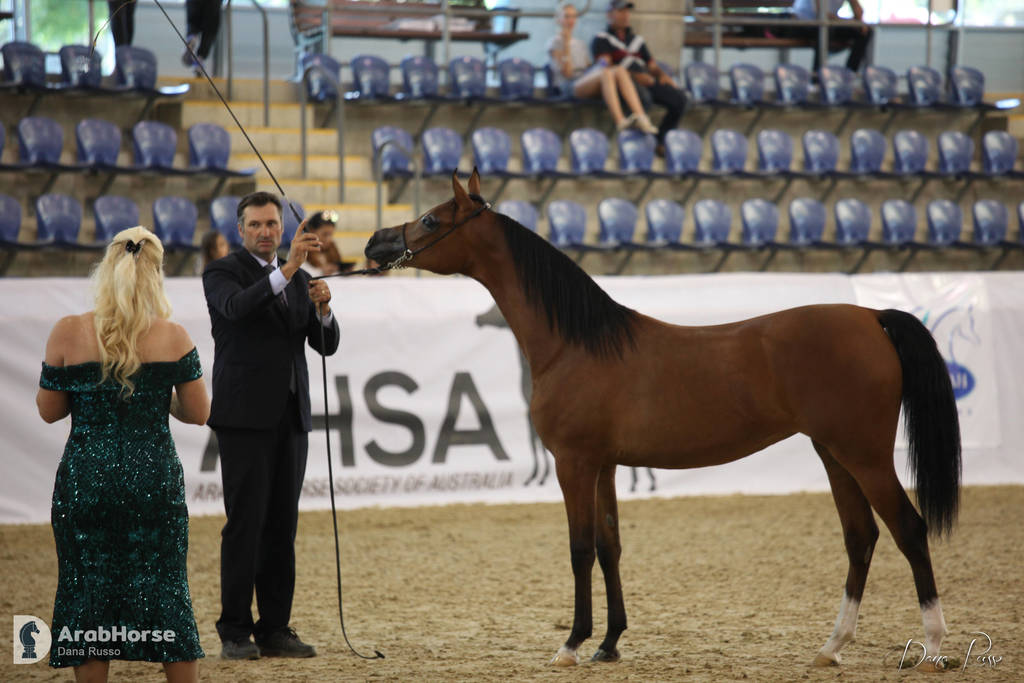 Australian Arabian National Championships 2018