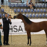 Australian Arabian National Championships 2018