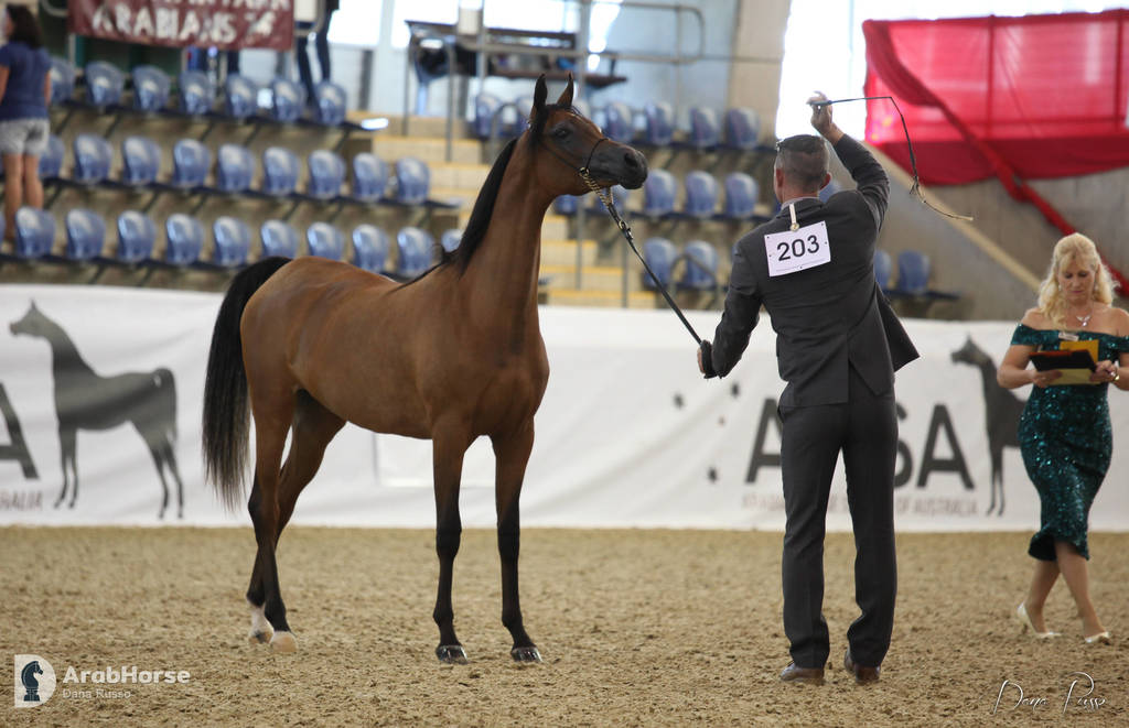 Australian Arabian National Championships 2018