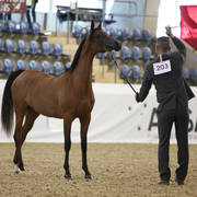 Australian Arabian National Championships 2018