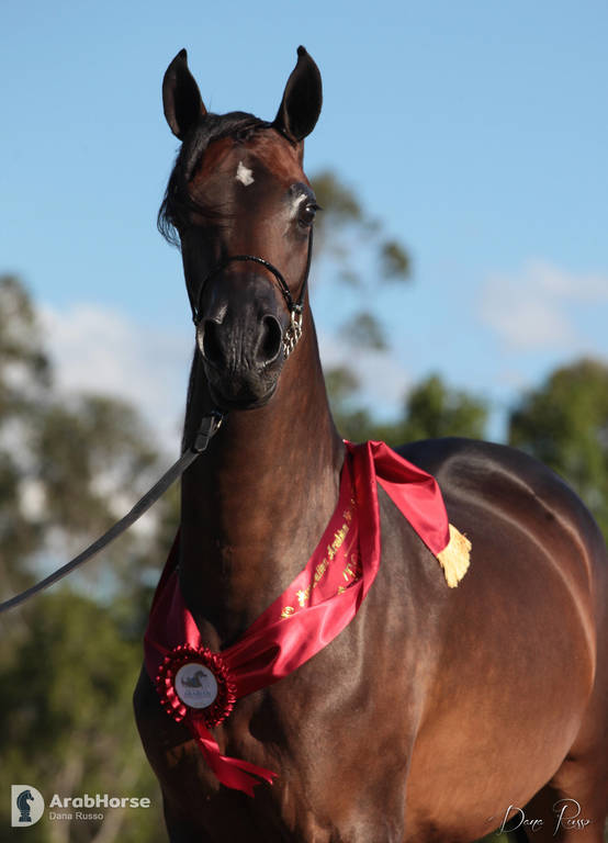 Australian Arabian National Championships 2018