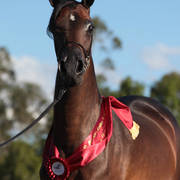 Australian Arabian National Championships 2018