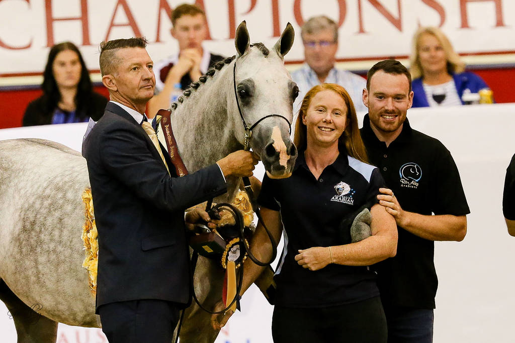 Allgiant MI Gold Champion Junior Purebred Gelding with Ricky Carver and Carlie  Beer