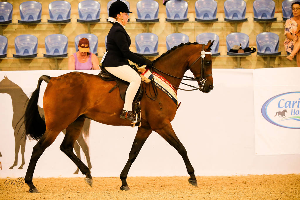 Ethereal park Solar Flare Gold Champion Ridden Quarab