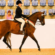 Ethereal park Solar Flare Gold Champion Ridden Quarab