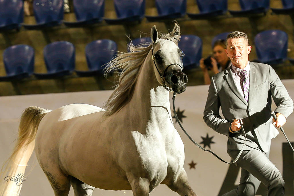 Milan Mi C Boyland in the Purebred mare class