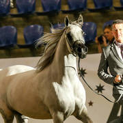 Milan Mi C Boyland in the Purebred mare class