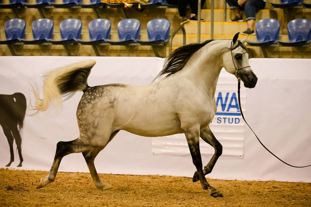 El Chall Wr Silver Champion Senior Stallion