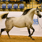 El Chall Wr Silver Champion Senior Stallion