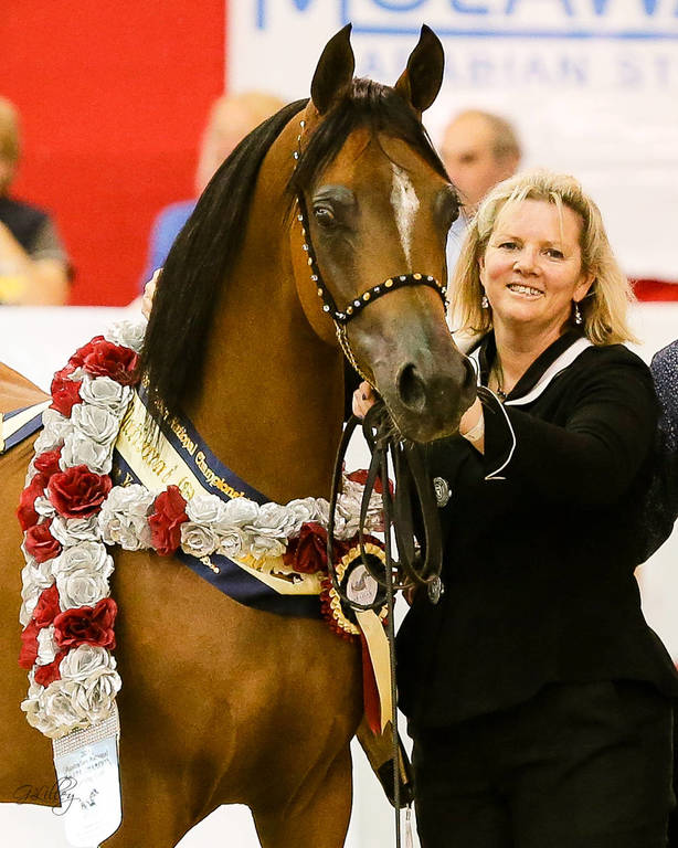 Voyager W Silver Champion Yearling Purebred colt