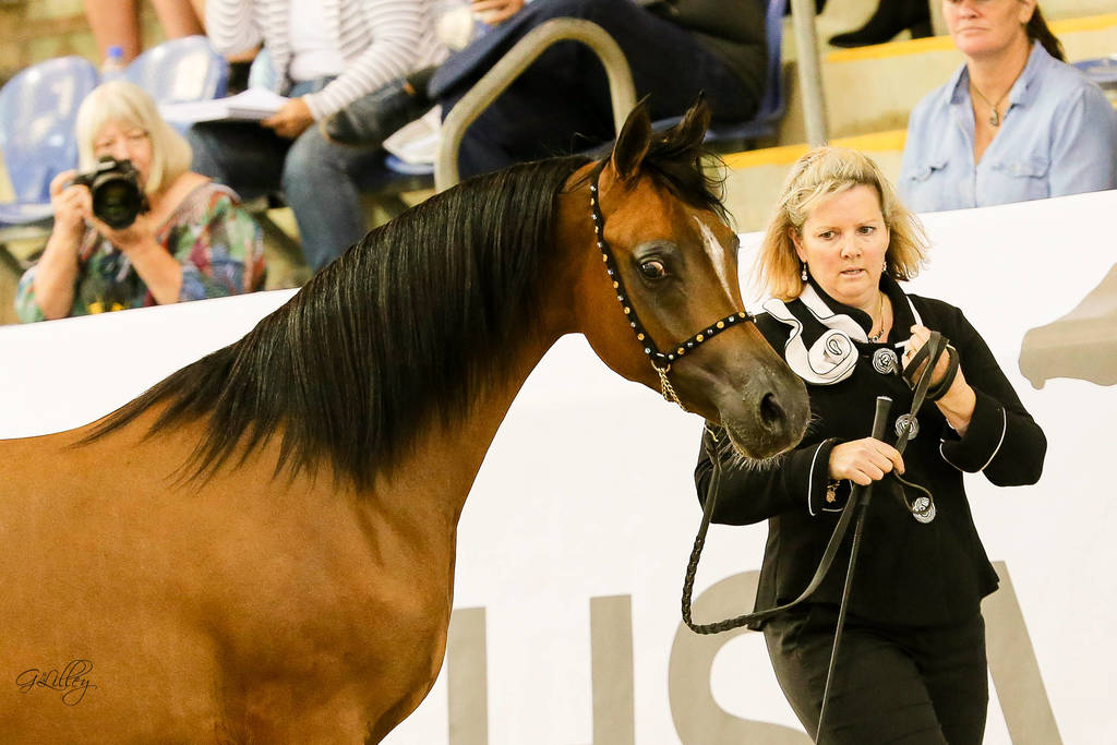 Voyager W Silver Champion Yearling Purebred colt_