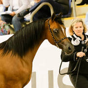 Voyager W Silver Champion Yearling Purebred colt_