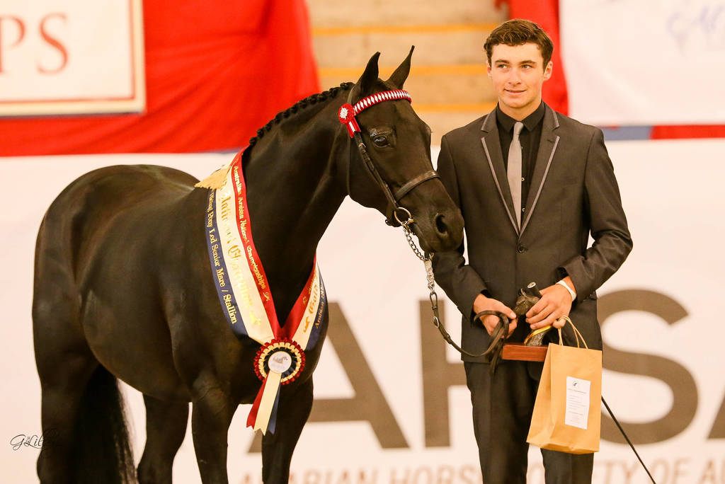 Karma Park national Girl Arabian riding Pony Senior Led Exhibit