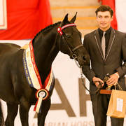 Karma Park national Girl Arabian riding Pony Senior Led Exhibit