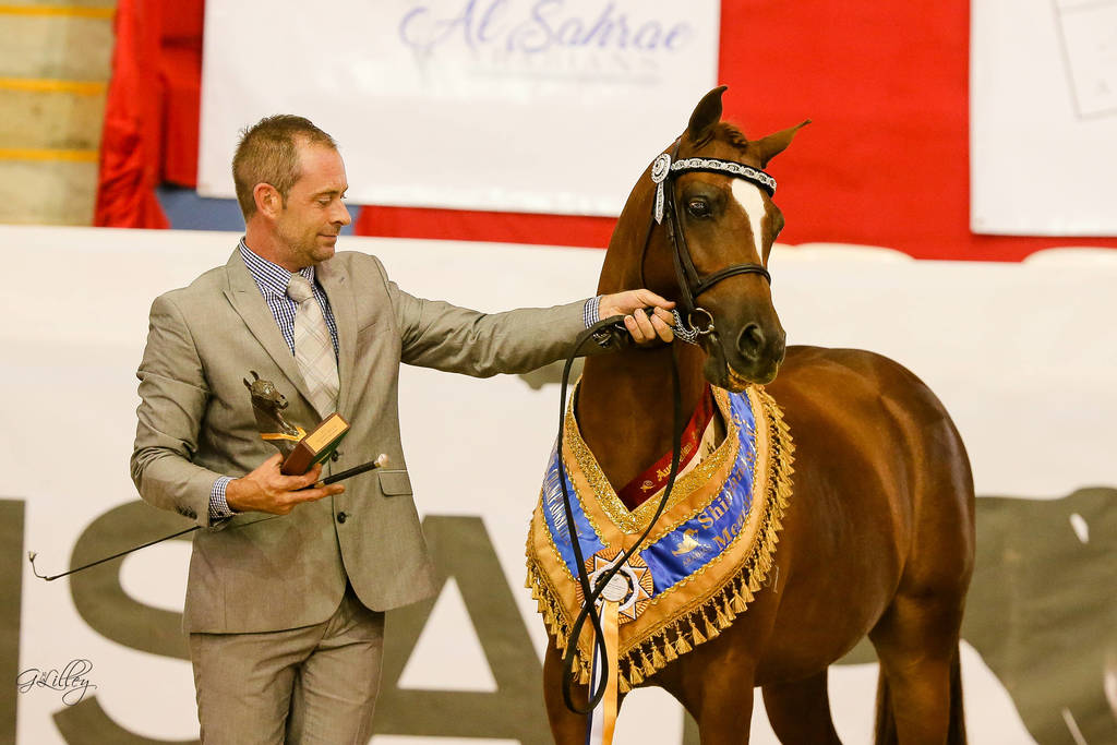Calvin Klein TA Gold Champion Arabian Pony Gelding Led for Trish Arnold