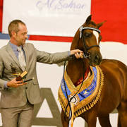 Calvin Klein TA Gold Champion Arabian Pony Gelding Led for Trish Arnold