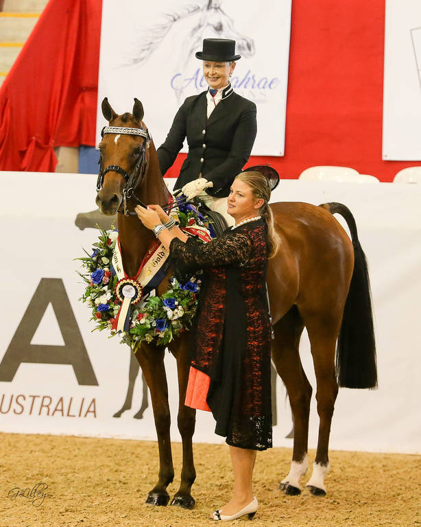 Regent Mi Gold Champion Ridden Arabian Gelding with Robyn Rogers