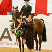 Regent Mi Gold Champion Ridden Arabian Gelding with Robyn Rogers