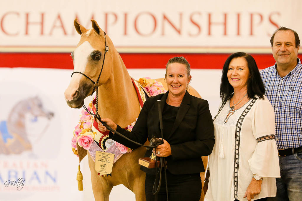 Caspian CSH Gold Champion Half Arabian Gelding Led