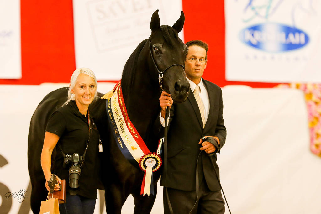 Illaroo Mariah Gold Champion half Arabian breeding Exhibit