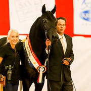 Illaroo Mariah Gold Champion half Arabian breeding Exhibit