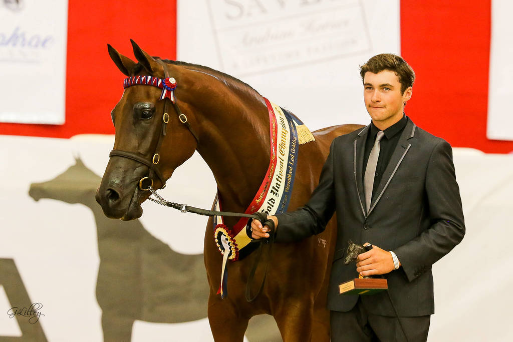 Fersace FF Gold Champion Warmblood Gelding