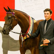 Fersace FF Gold Champion Warmblood Gelding