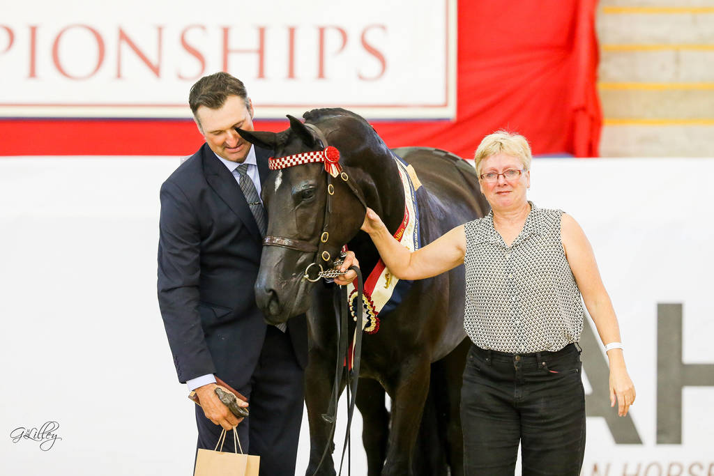 Sea Fever ff Gold Champion Arabian Warmblood breeding Exhibit D & G Hammond