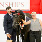Sea Fever ff Gold Champion Arabian Warmblood breeding Exhibit D & G Hammond