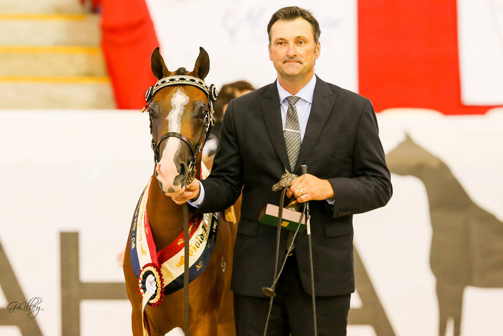Lendene Top Model   Gold Champion Arabian Riding Pony yearling