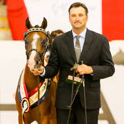 Lendene Top Model   Gold Champion Arabian Riding Pony yearling