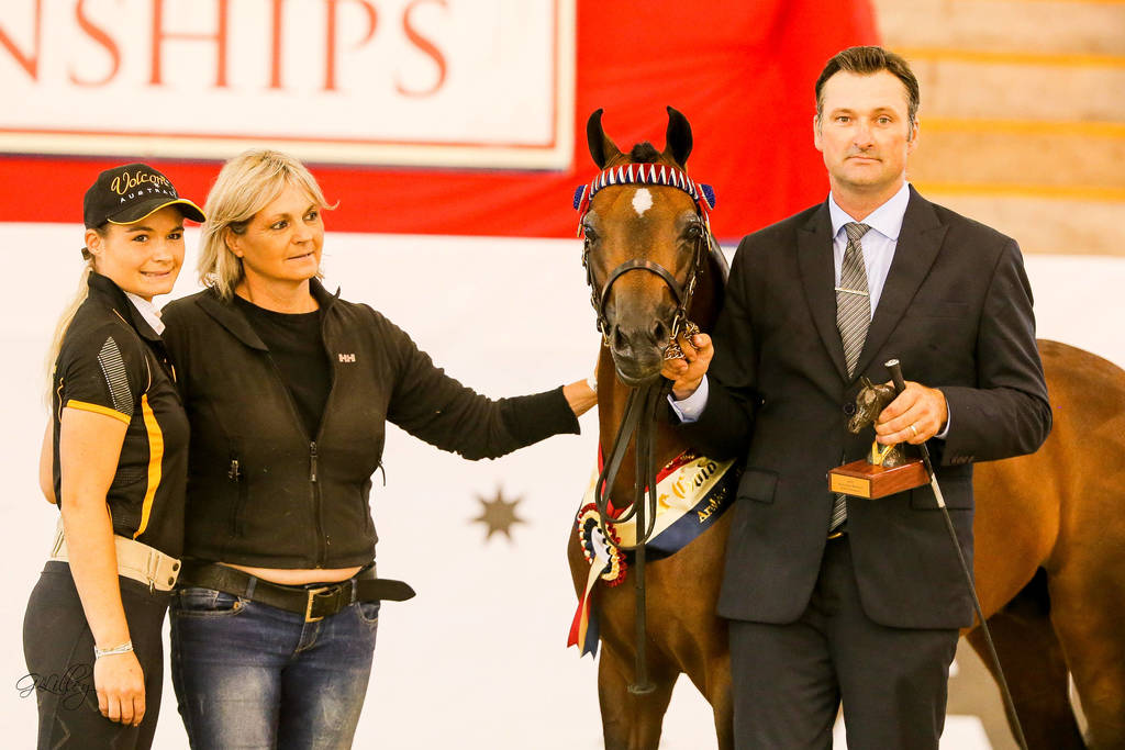 Karma Park Royal Albert with Nikki Gibson Gold Champion Arabian Riding Pony Junior-4