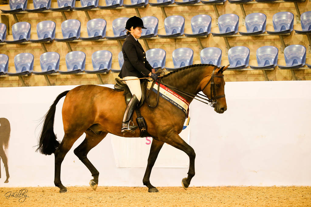 Ethereal park Solar Flare Gold Champion Ridden Quarab