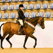 Ethereal park Solar Flare Gold Champion Ridden Quarab