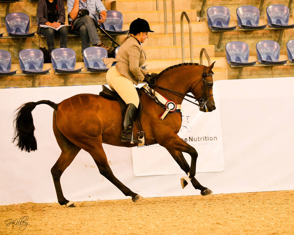 Fames Phantom MI CT Showhorses Arabian Show Hunter NPTR