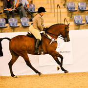 Fames Phantom MI CT Showhorses Arabian Show Hunter NPTR